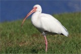 White Ibis